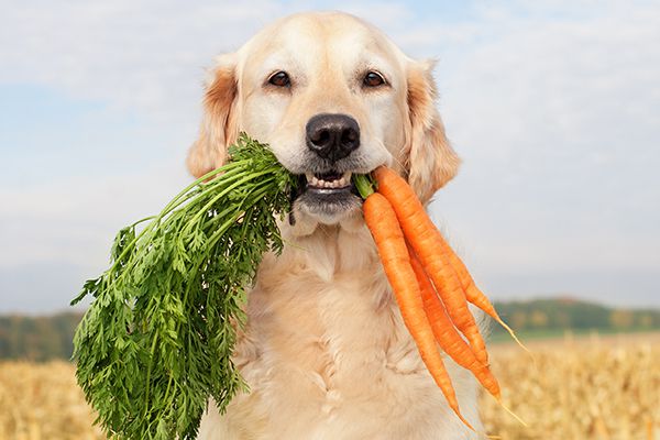 Are carrots ok for puppies to chew on?