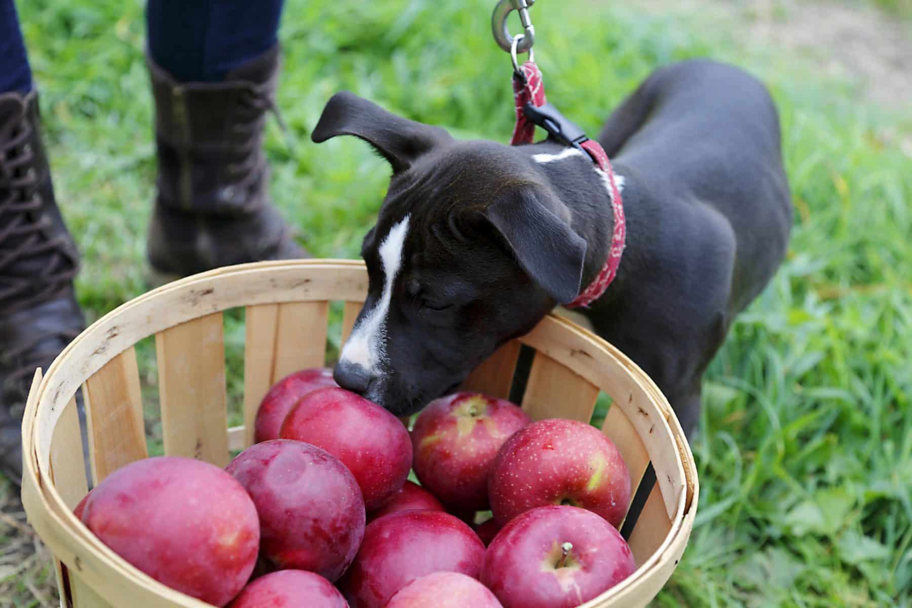 Are cooked apples good for dogs?