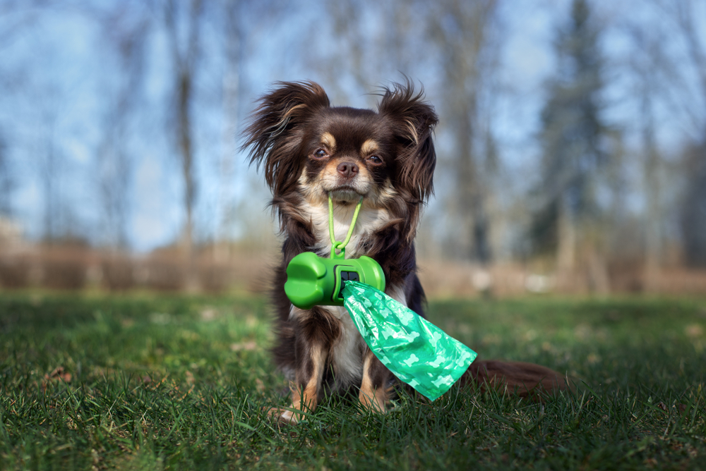 Are dog poop bags biodegradable?