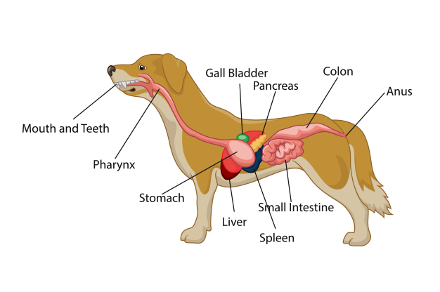 Are dogs in pain with pancreatitis?
