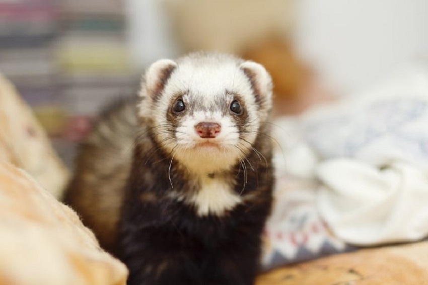 Are ferrets allowed in PA?