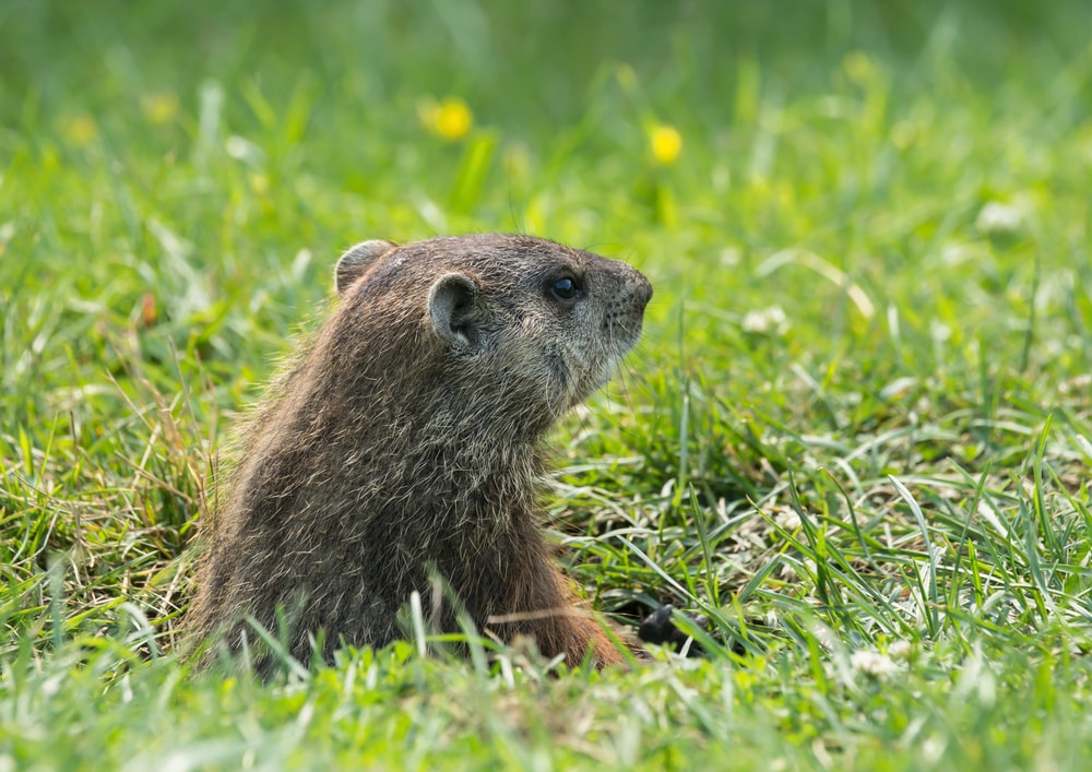 Are groundhogs mean animals?