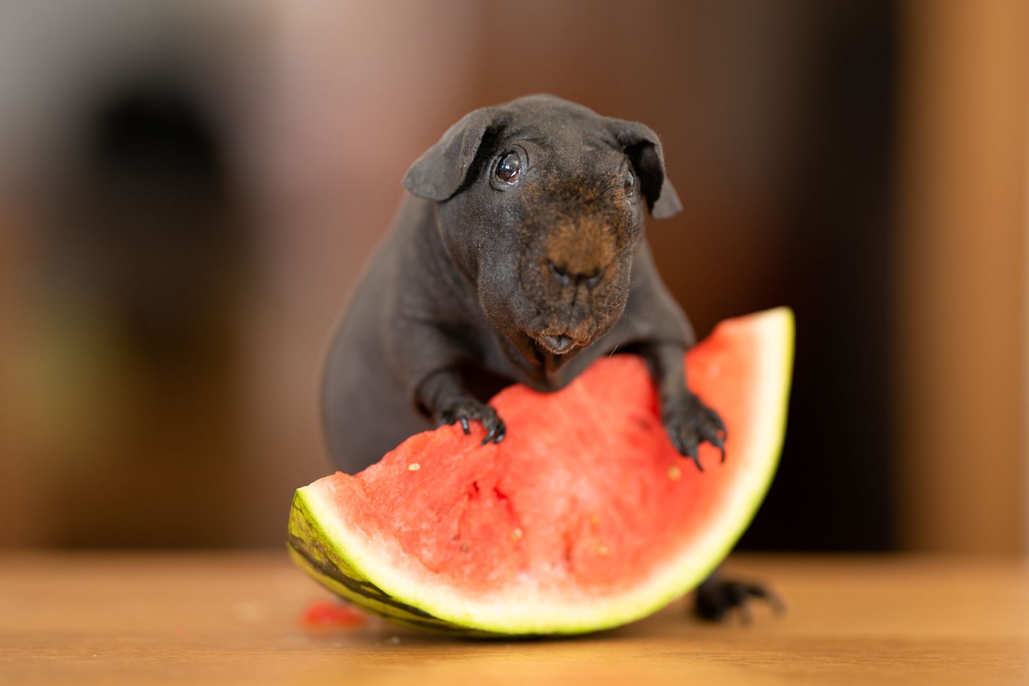Are hairless guinea pigs good pets?