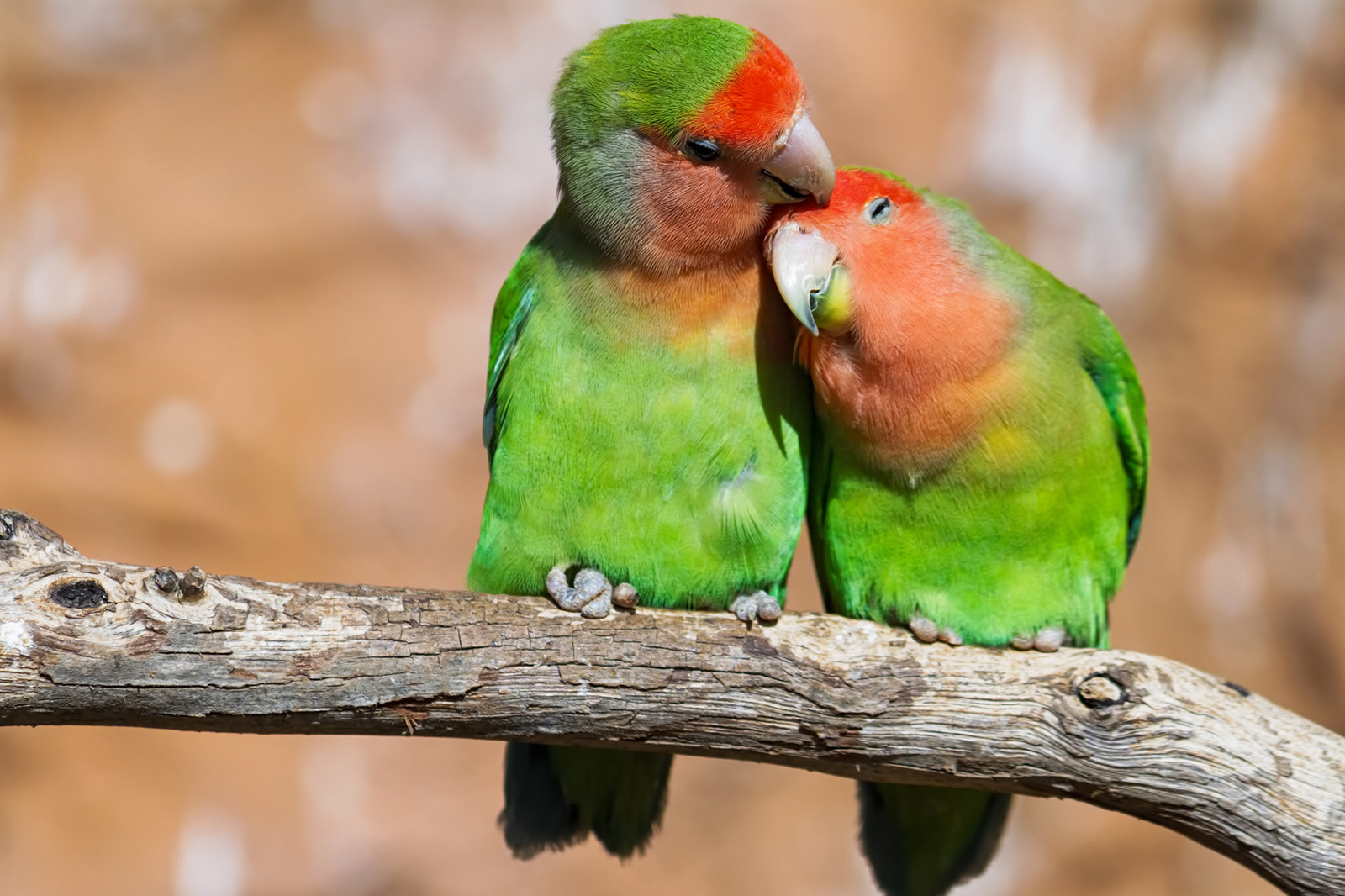 Are lovebirds easy pets?