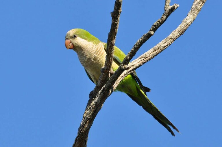 Are parrots legal in Pennsylvania?