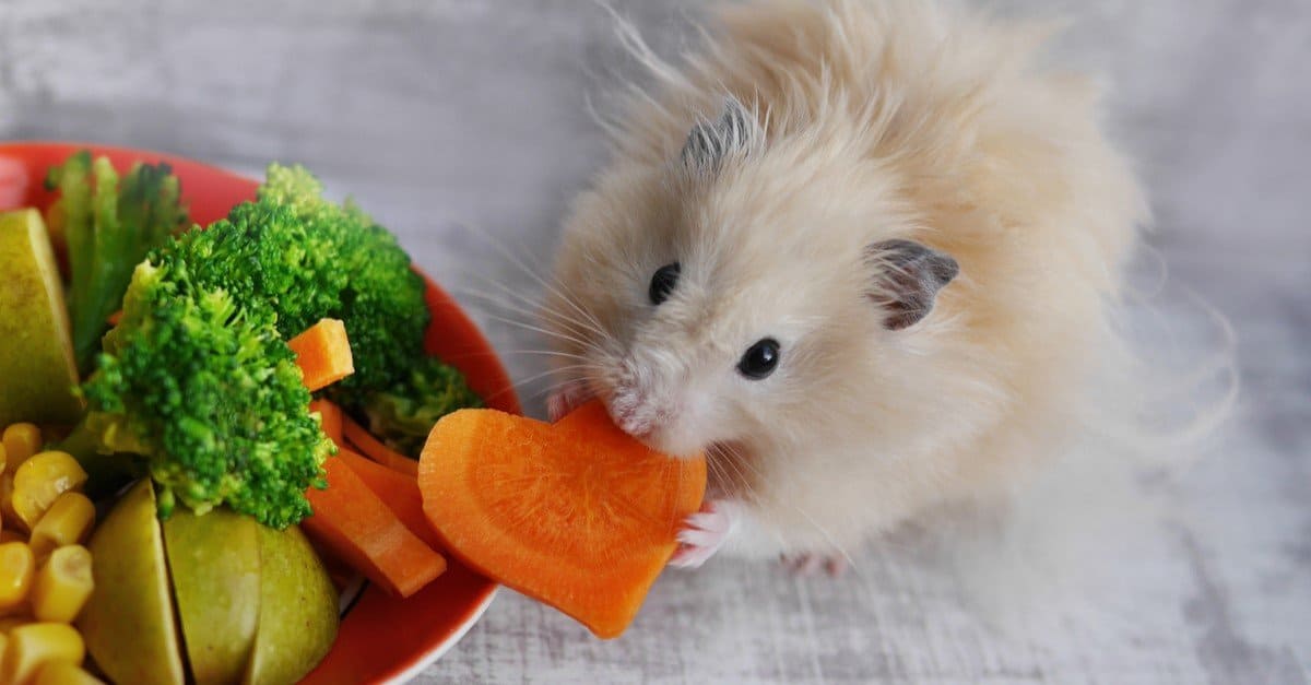 Are peaches toxic to hamsters?