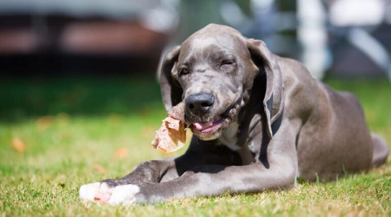 Are pig ears okay for puppies?