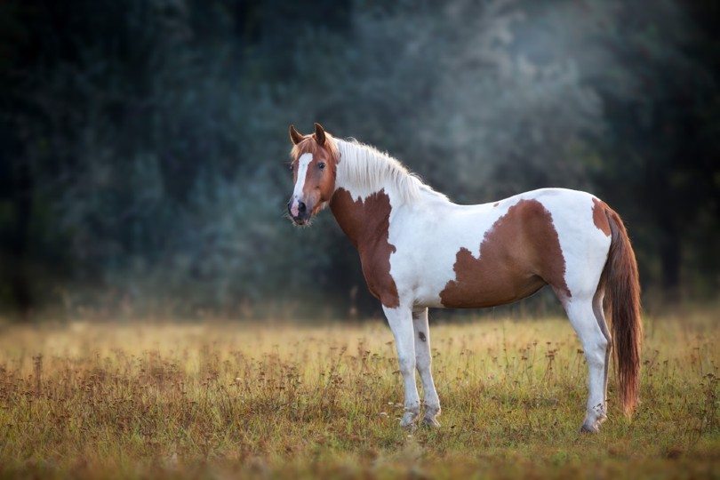 Are pinto horses rare?