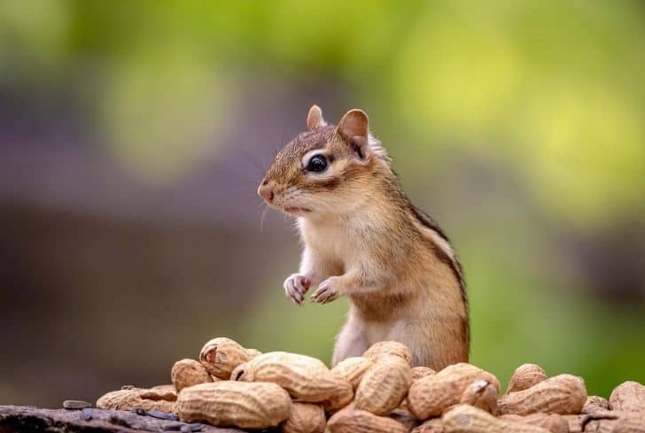 Are salted peanuts OK for chipmunks?