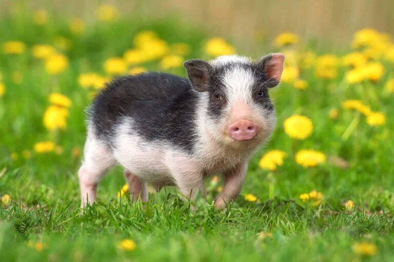 Are teacup pigs messy?