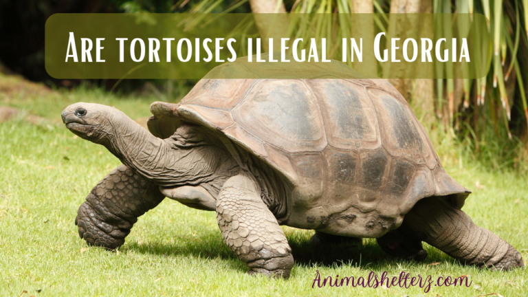 Are tortoises illegal in Georgia?