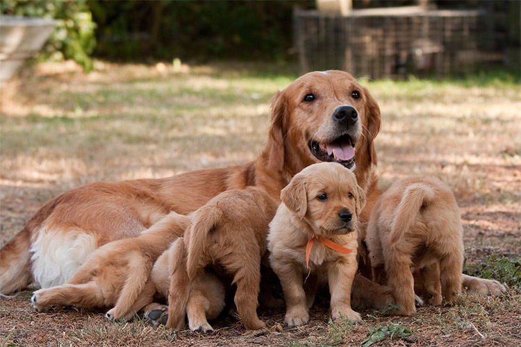How much sperm does it take to get a dog pregnant?