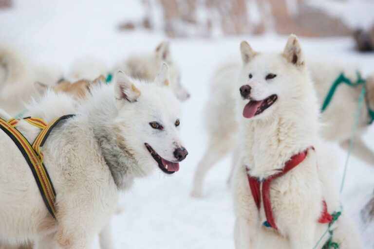 Can 1 dog pull a sled?