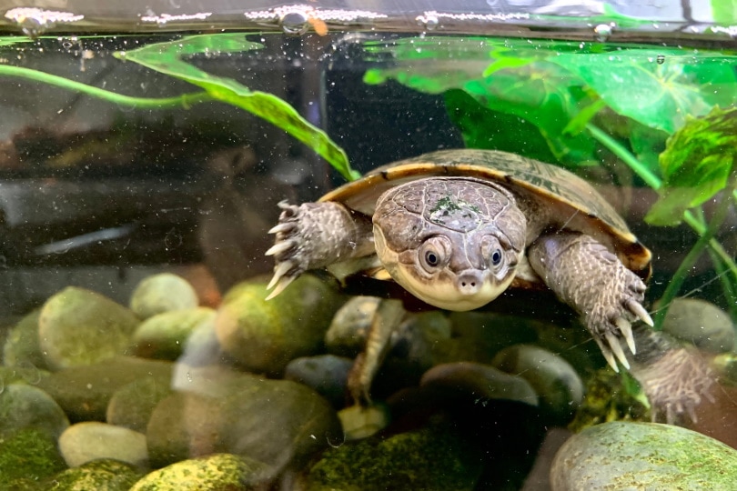 Can African Sideneck turtles live out of water?