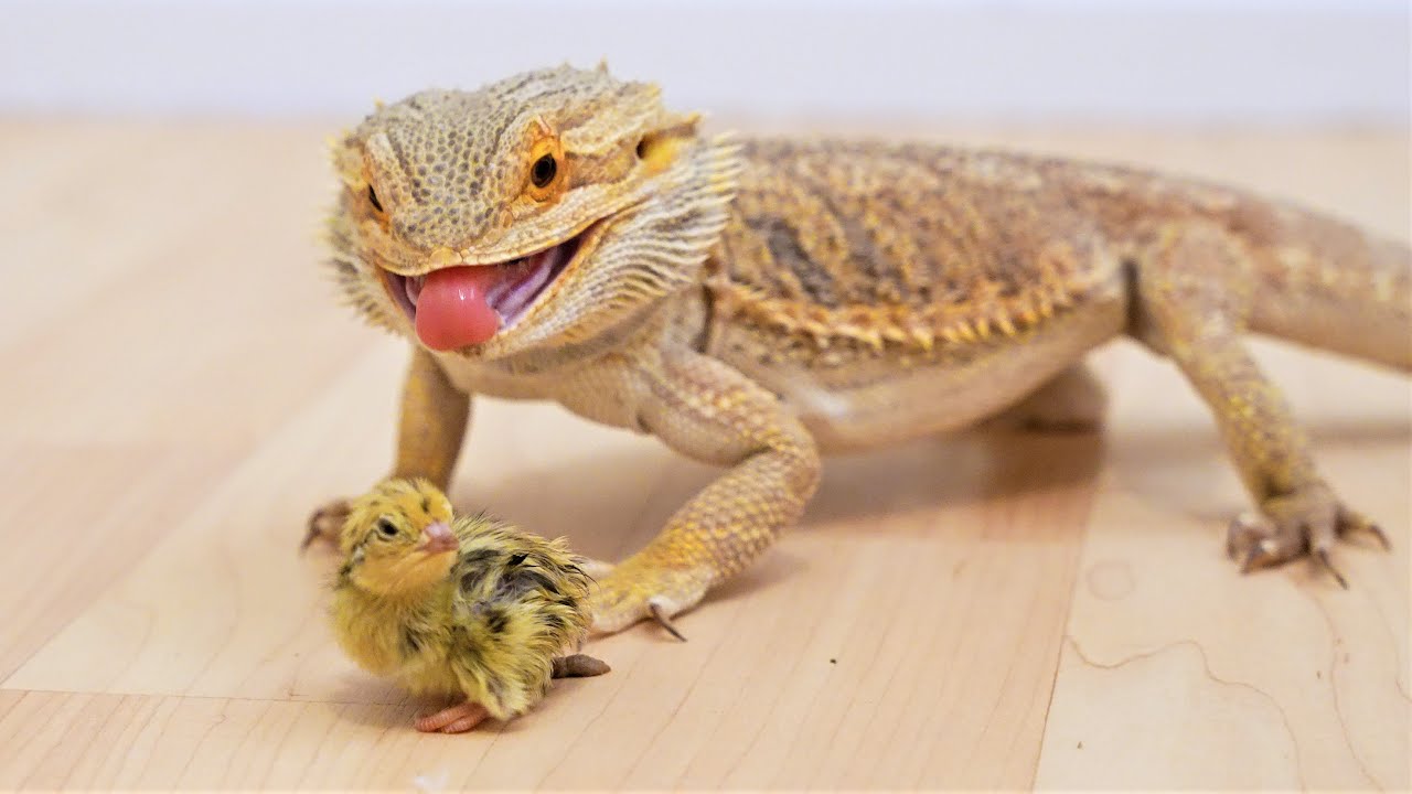 Can Bearded dragons eat chicken?