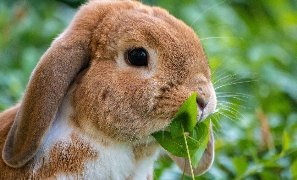 Can Bunny eat stems?