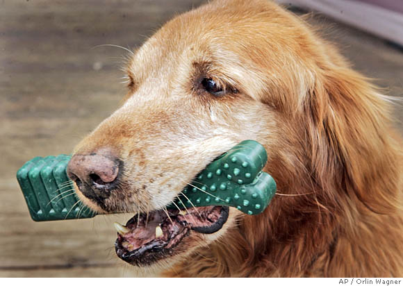 Can Greenies make your dog sick?