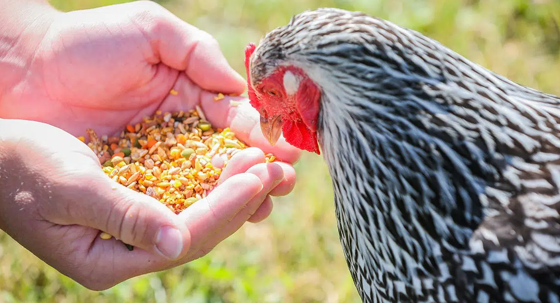 Can I feed my chickens canned vegetables?