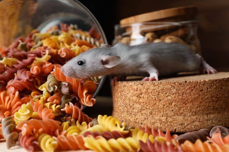 Can I feed my rats pasta?