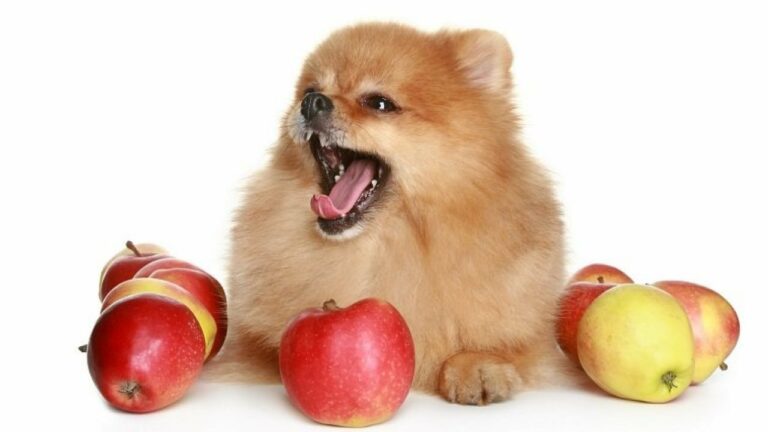 Question: Can I give my diabetic dog apples?