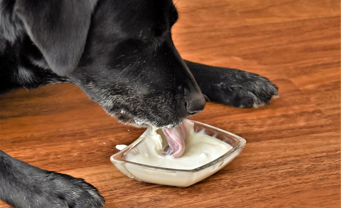 Can I give my dog Greek yogurt?