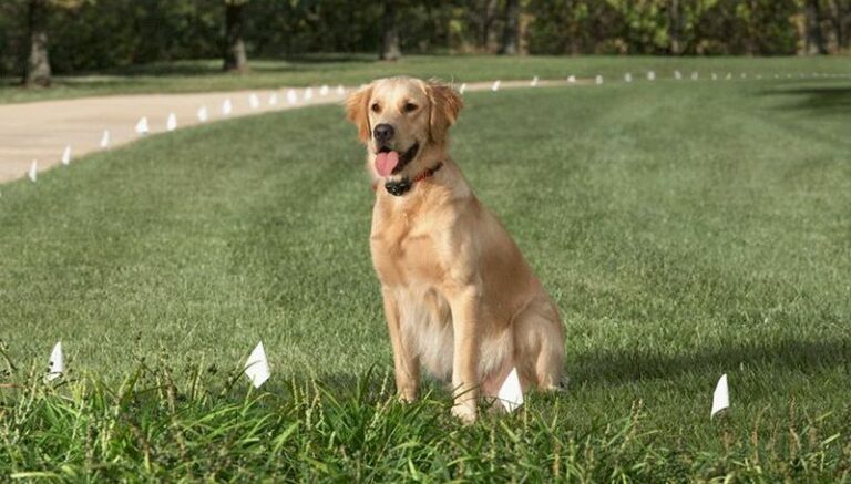 Can I have a dog without a fence?