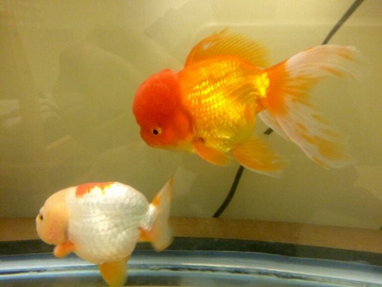 Can I keep oranda and Ranchu together?