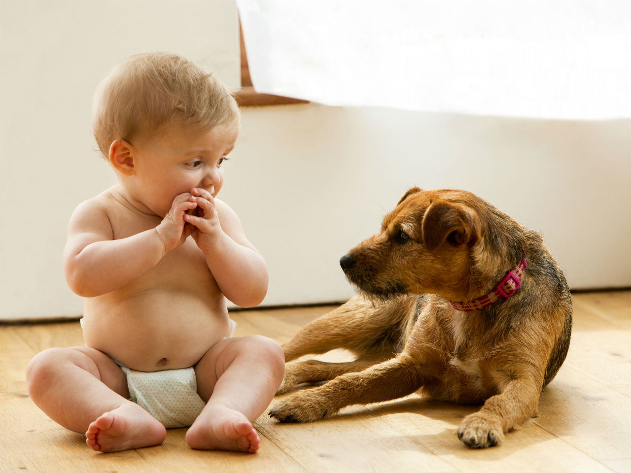 Can a baby get sick from a dog?