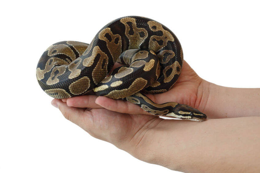 Can a ball python eat a mealworm?