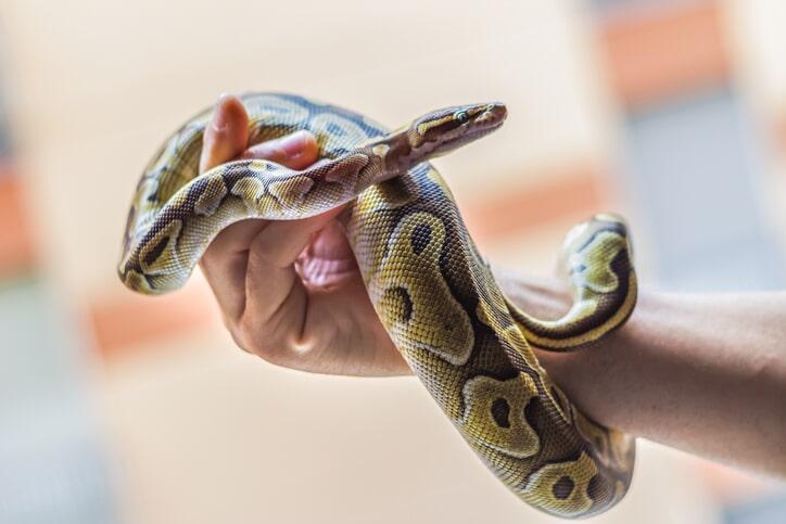 Can a ball python eat a worm?