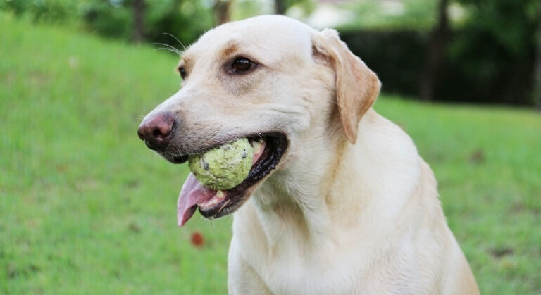 frequent-question-can-a-dog-choke-on-a-bouncy-ball-animal-shelters