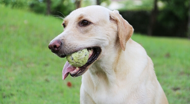 Can a dog choke on a bouncy ball?