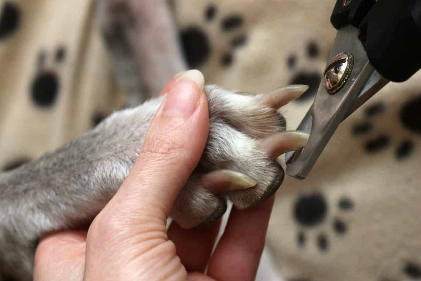 Can a dog die if you cut the nail too short?