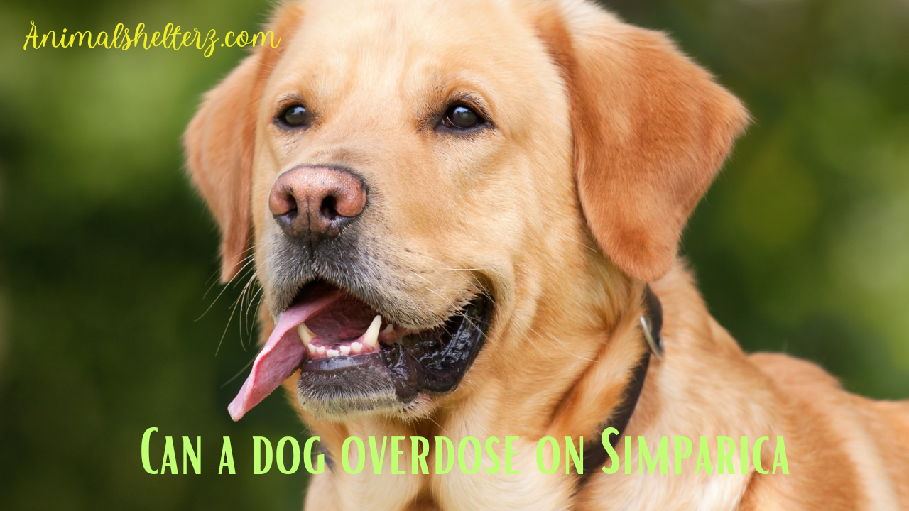 Can a dog overdose on Simparica