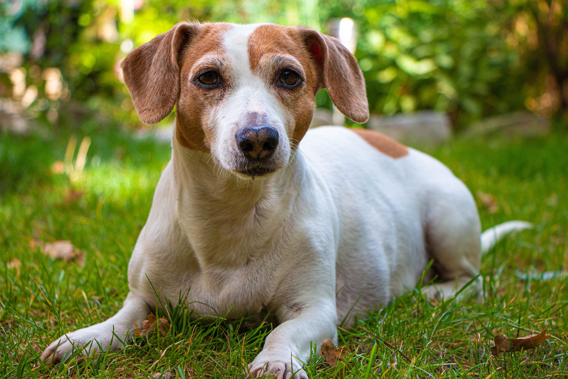 Can a dog overdose on flea and tick medicine?