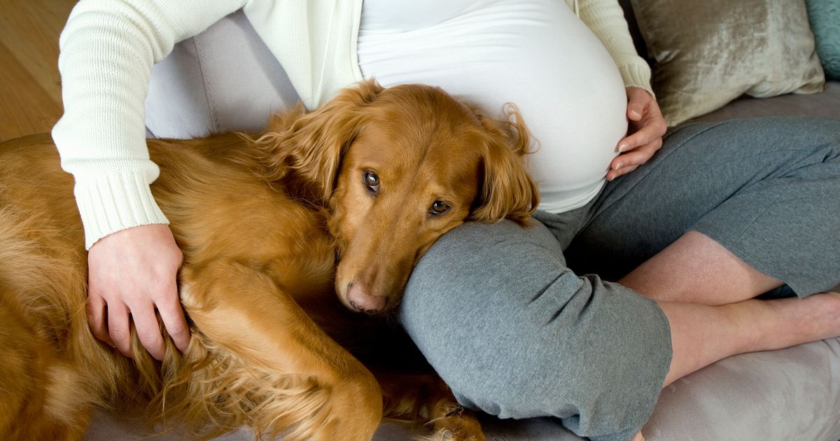 Can a dog tell if a woman is pregnant?