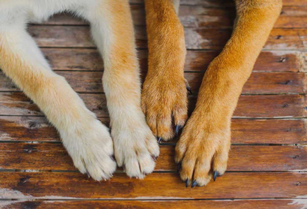Can a dog toenail get infected?