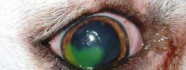 Can a dogs corneal ulcer heal on its own?