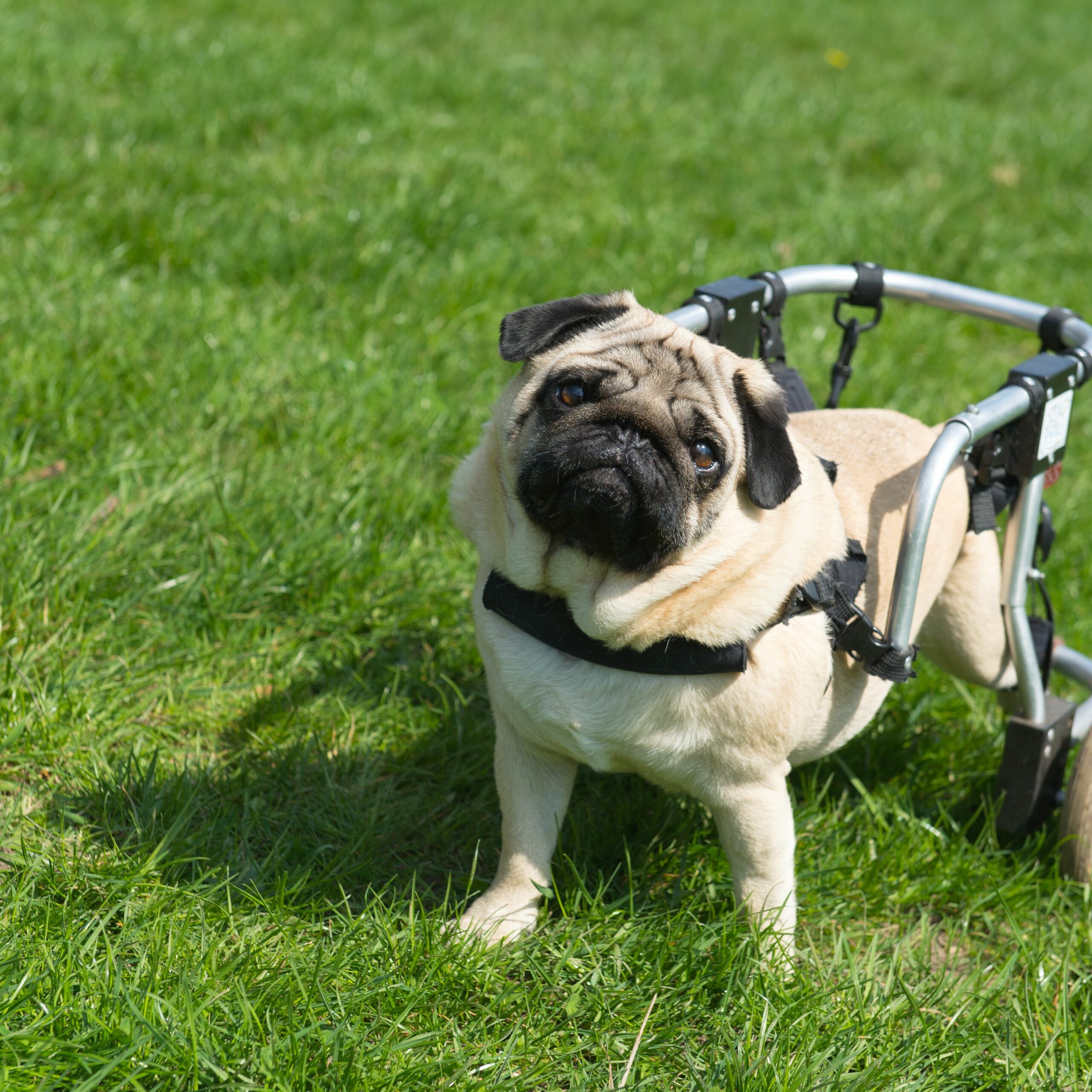 Can a paralyzed dog regain bladder control?