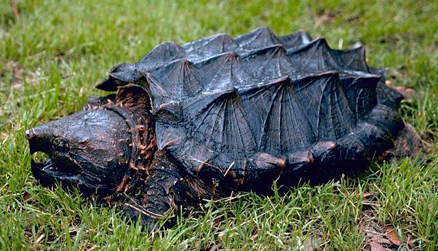 Can a snapping turtle bite off your hand?