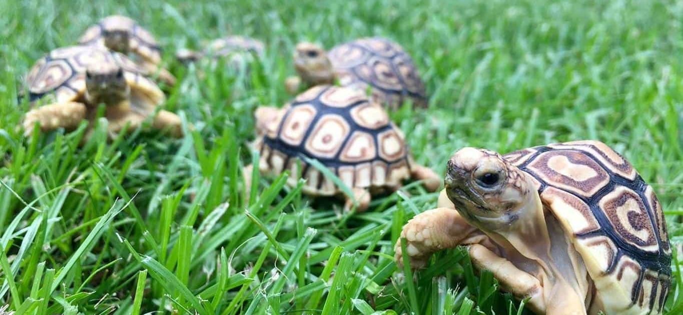 Can a tortoise eat kale?