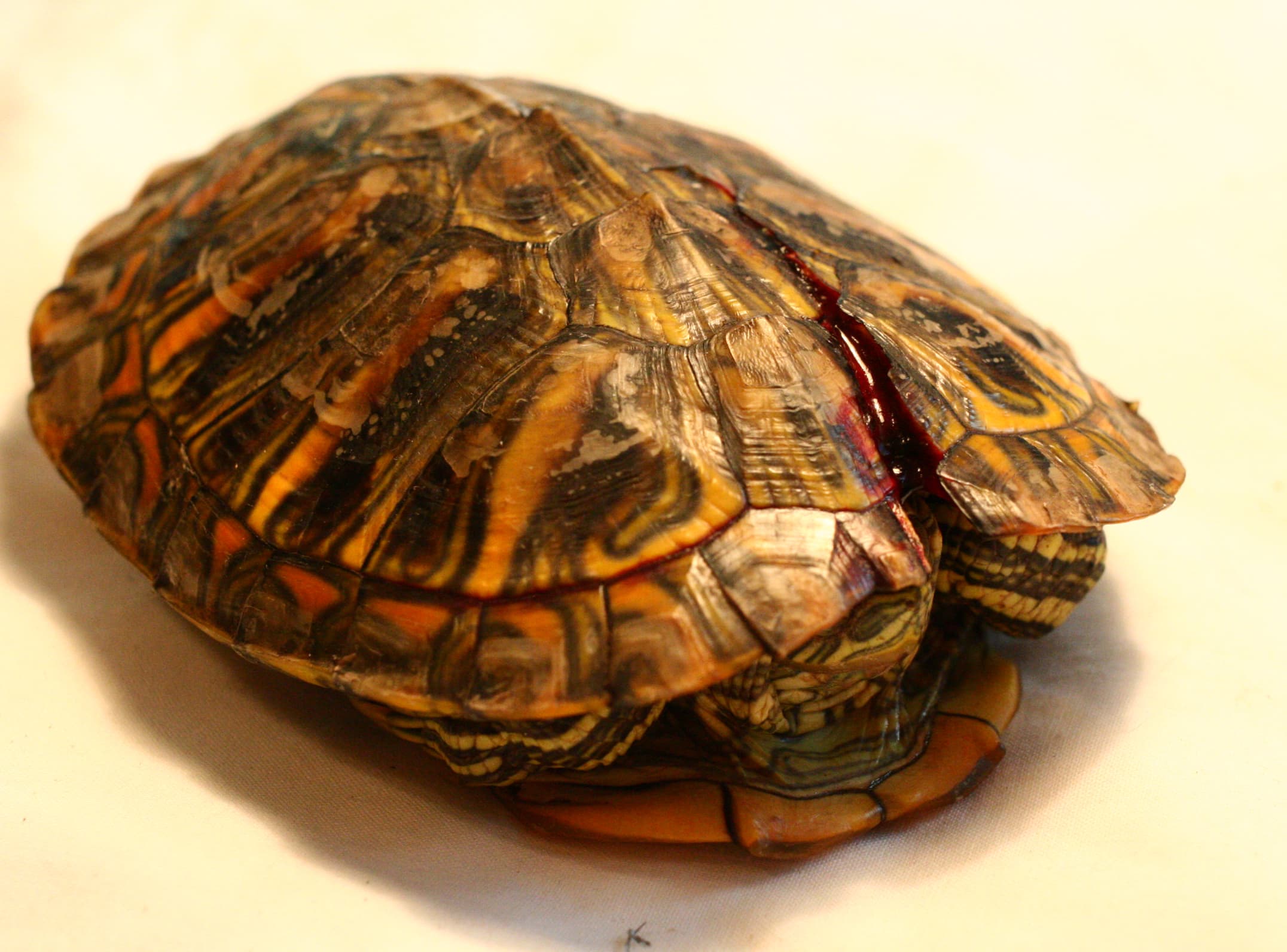 Can a turtle survive with a broken shell?