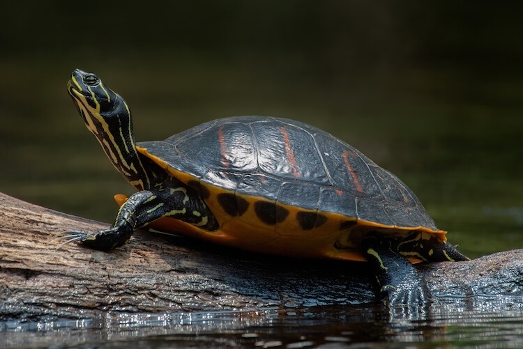 Can a turtle survive without its shell?