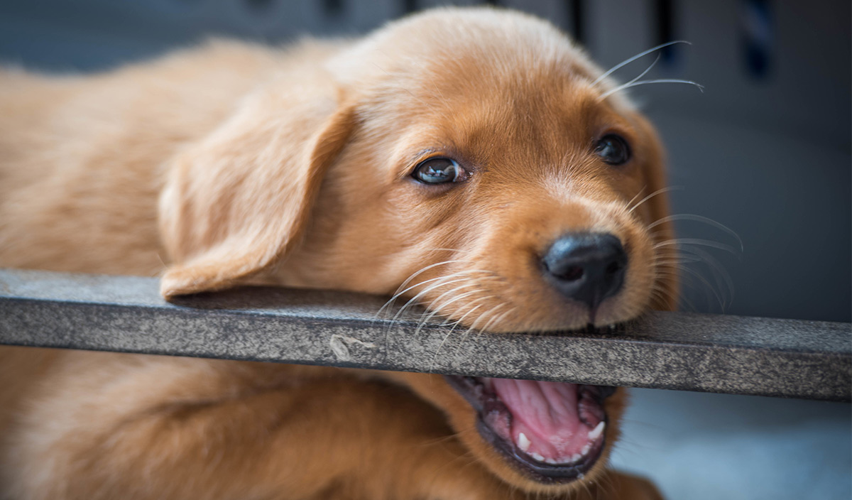 Can an aggressive puppy be trained?