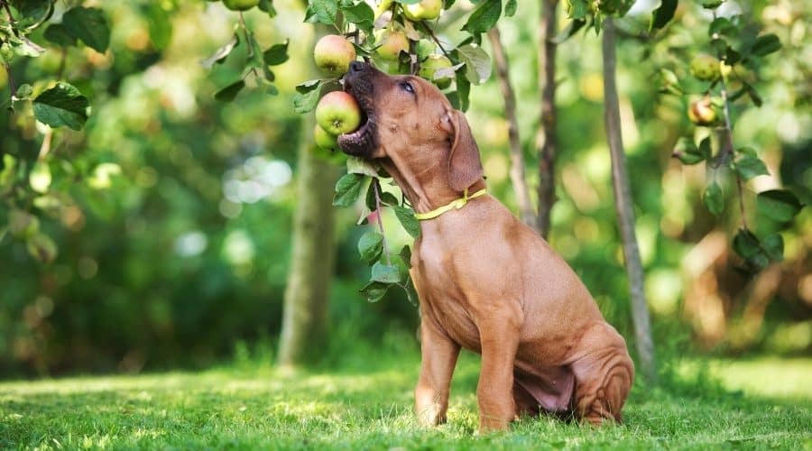 Can apples upset a dog’s stomach?