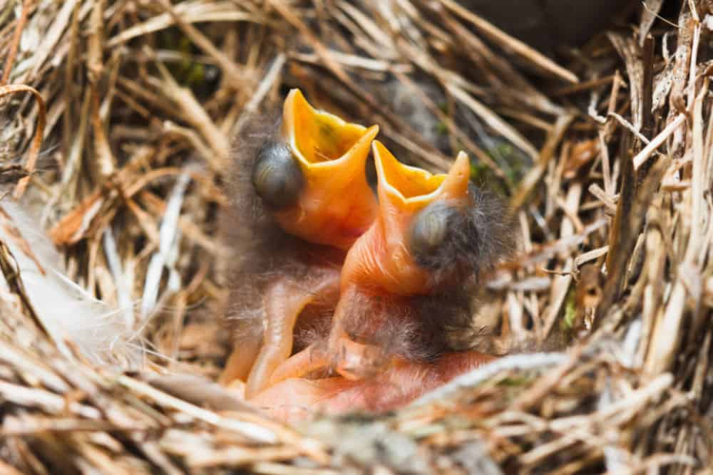 Can baby sparrows eat banana?