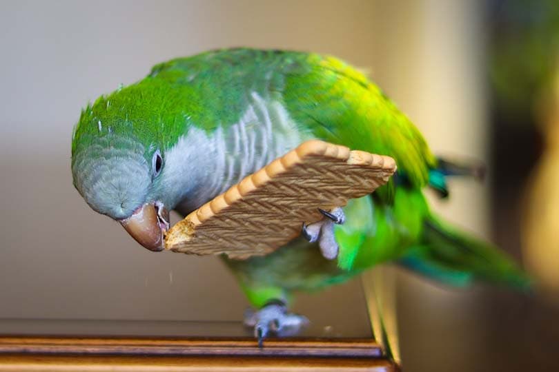 Can birds have Ritz crackers?