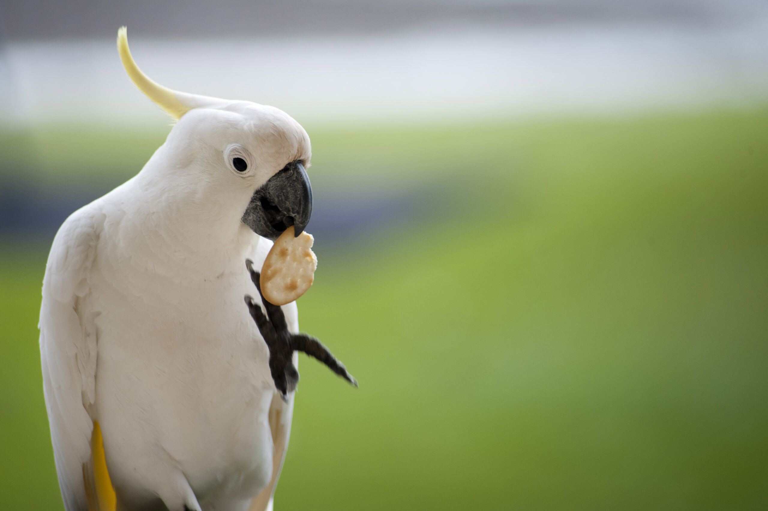 Can birds have saltines?