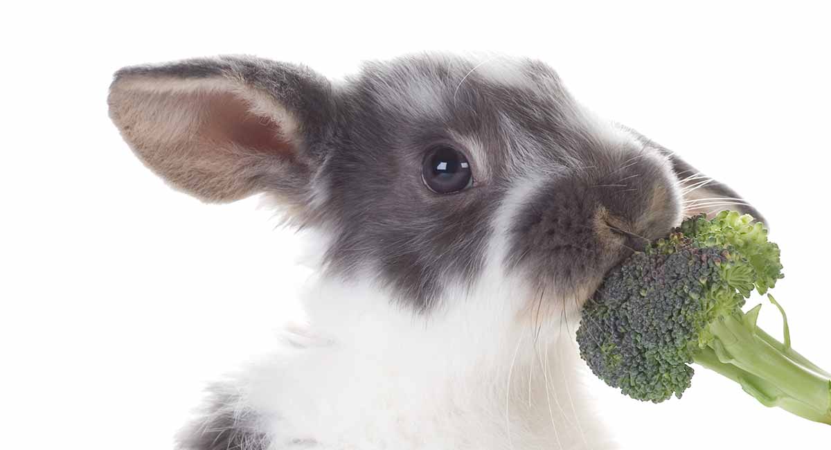 Can bunnies eat broccoli sprouts?