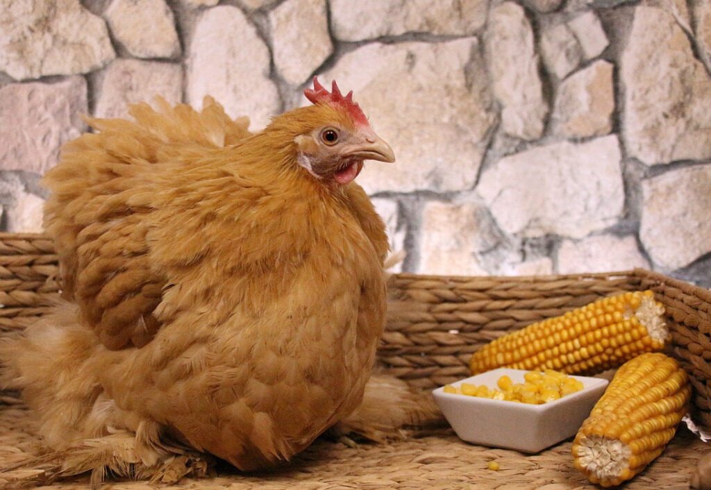 Can chickens eat canned sweetcorn?